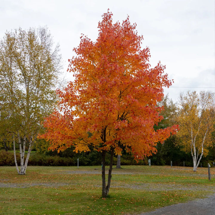 Silver Maple Sprouts | Fast Shade Growth – Ever Green Trees Store