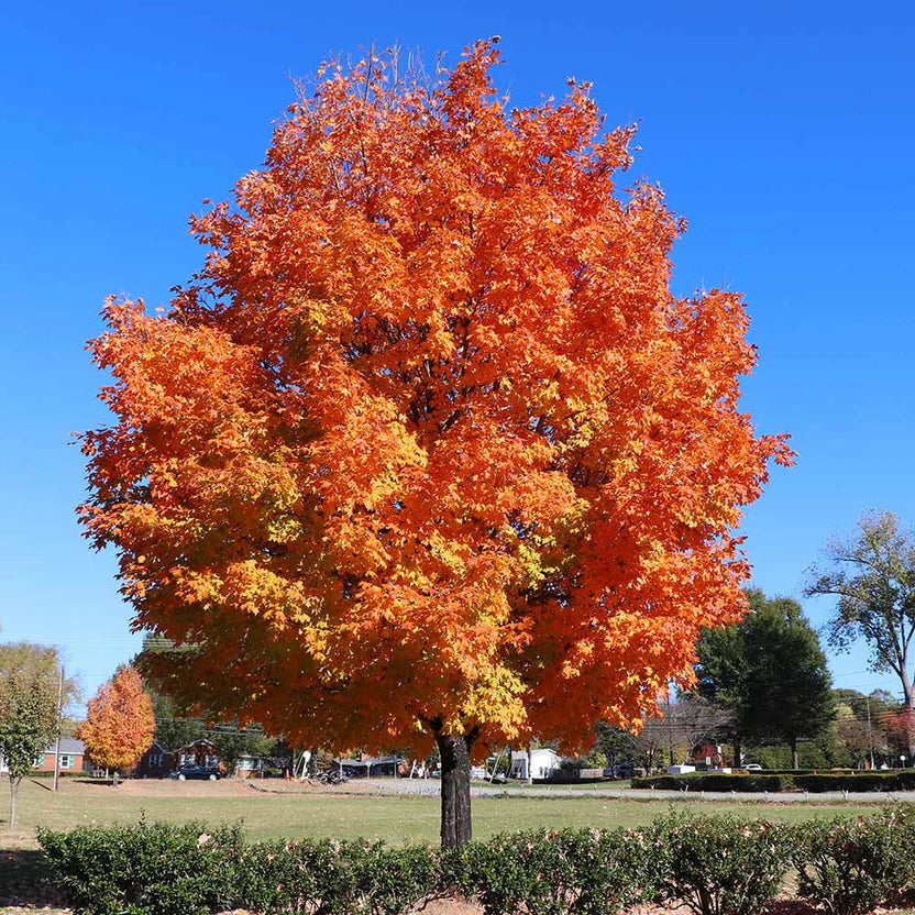Buy Sugar Maple Tree | Iconic Fall Color & Strength – Ever Green Trees ...