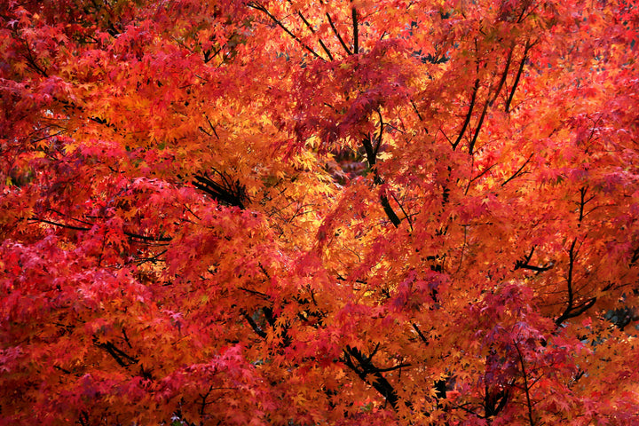 Buy Sugar Maple Tree | Iconic Fall Color & Strength – Ever Green Trees ...
