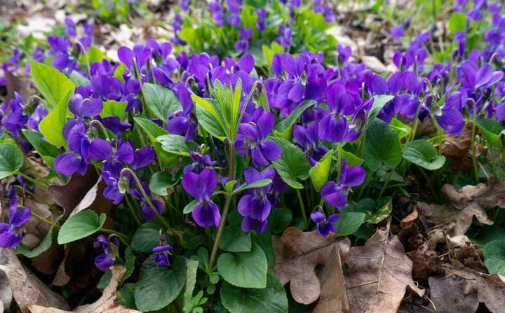 Sweet Violet Plants for Sale | Viola odorata – Ever Green Trees Store