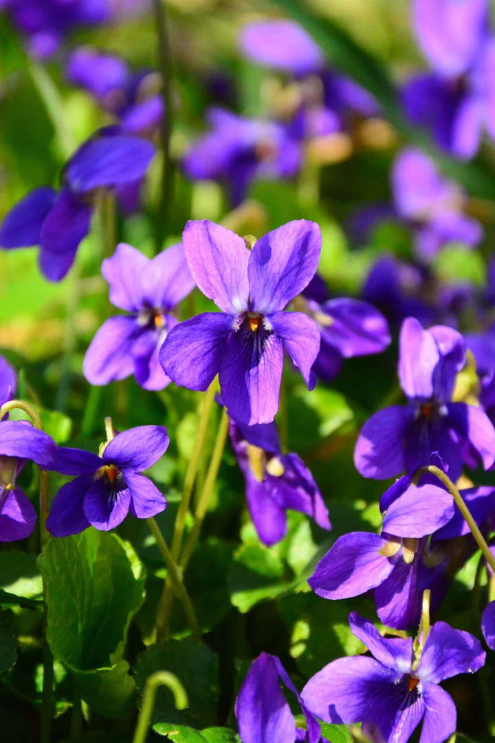 Sweet Violet Plants for Sale | Viola odorata – Ever Green Trees Store