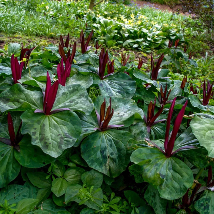 Shop Healthy Trillium Plants - Order Your Spring Blooms Now – Ever ...