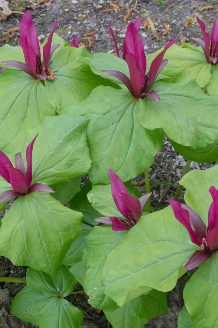 Shop Healthy Trillium Plants - Order Your Spring Blooms Now – Ever ...
