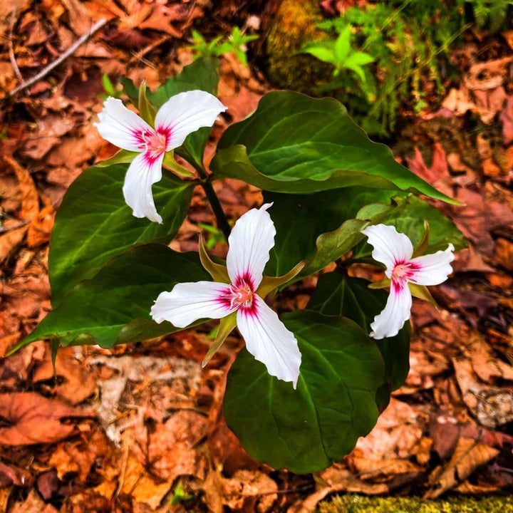 Shop Healthy Trillium Plants - Order Your Spring Blooms Now – Ever ...