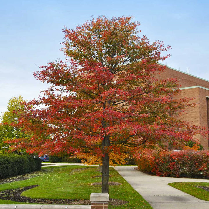 Tupelo Rtree Tupelo Tree | Elegant Landscape Tree – Ever Green Trees Store