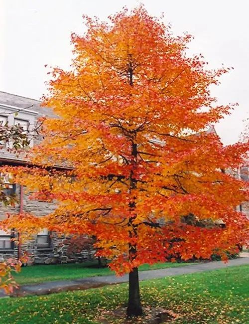 Tupelo Rtree Tupelo Tree | Elegant Landscape Tree – Ever Green Trees Store