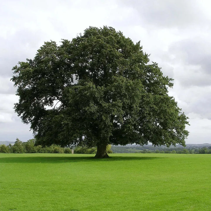 Water Oak for Sale - Quercus nigra Saplings & Trees – Ever Green Trees ...