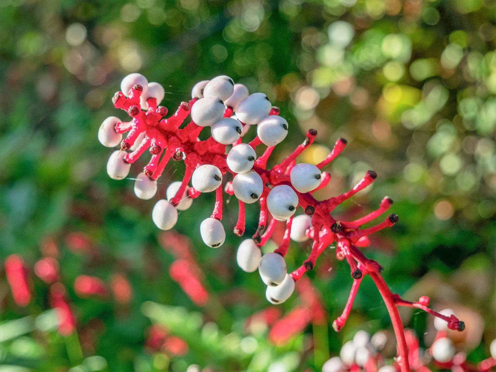 White Baneberry Plant for Sale | Actaea pachypoda – Ever Green Trees Store
