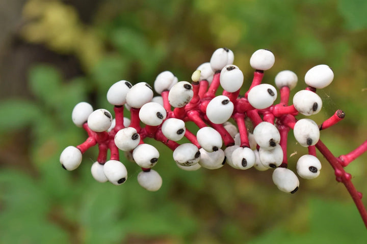 White Baneberry Plant for Sale | Actaea pachypoda – Ever Green Trees Store