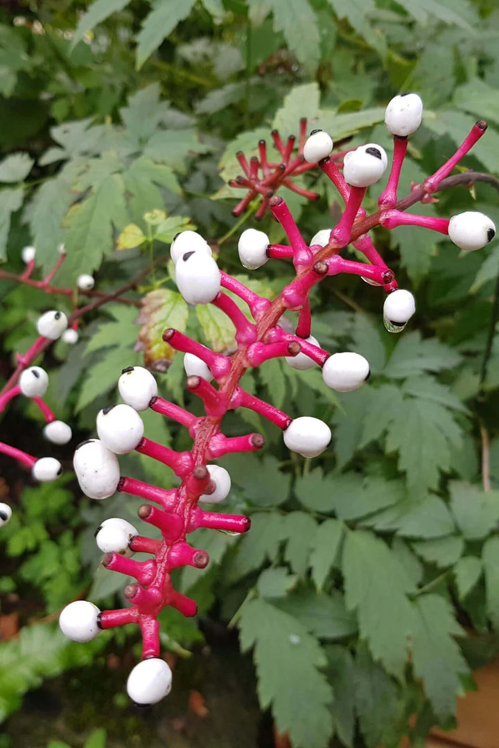 White Baneberry Plant for Sale | Actaea pachypoda – Ever Green Trees Store