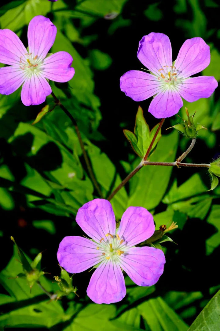 Wild Geranium for Sale | Geranium maculatum Perennial – Ever Green ...
