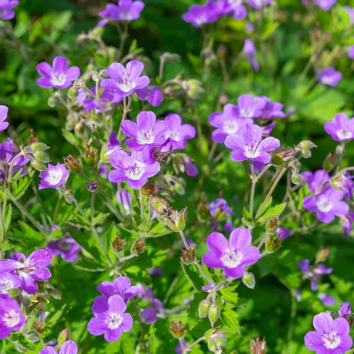 Wild Geranium for Sale | Geranium maculatum Perennial – Ever Green ...