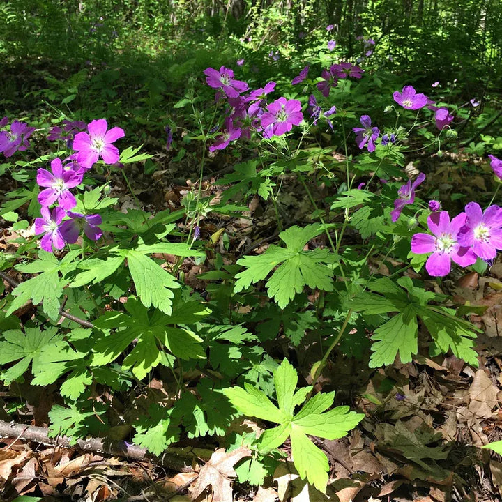 Wild Geranium for Sale | Geranium maculatum Perennial – Ever Green ...