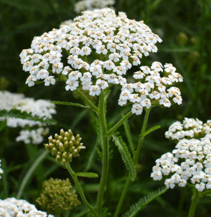 Common Yarrow Plants for Sale | Achillea millefolium – Ever Green Trees ...
