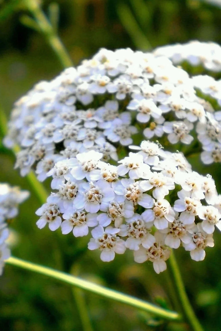 Common Yarrow Plants for Sale | Achillea millefolium – Ever Green Trees ...