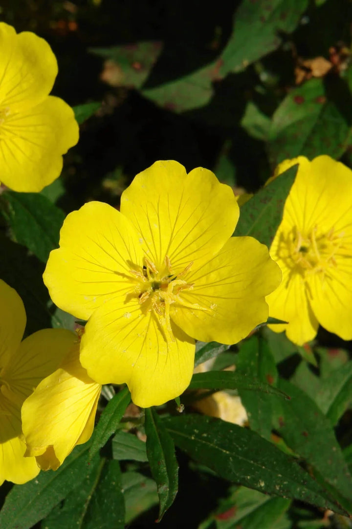 Buy Yellow Primrose | Primula veris for Garden Beauty – Ever Green ...