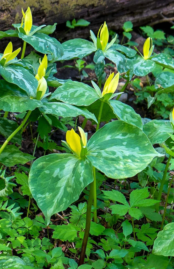 Buy Yellow Trillium Plants | Trillium luteum for Sale – Ever Green ...