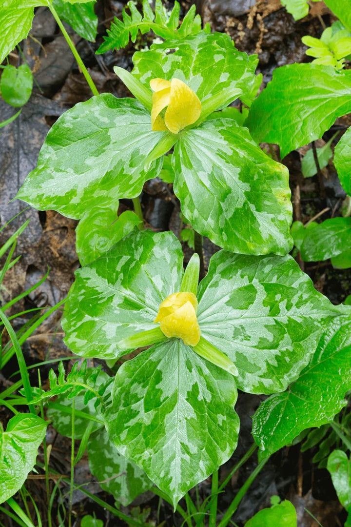 Buy Yellow Trillium Plants | Trillium luteum for Sale – Ever Green ...
