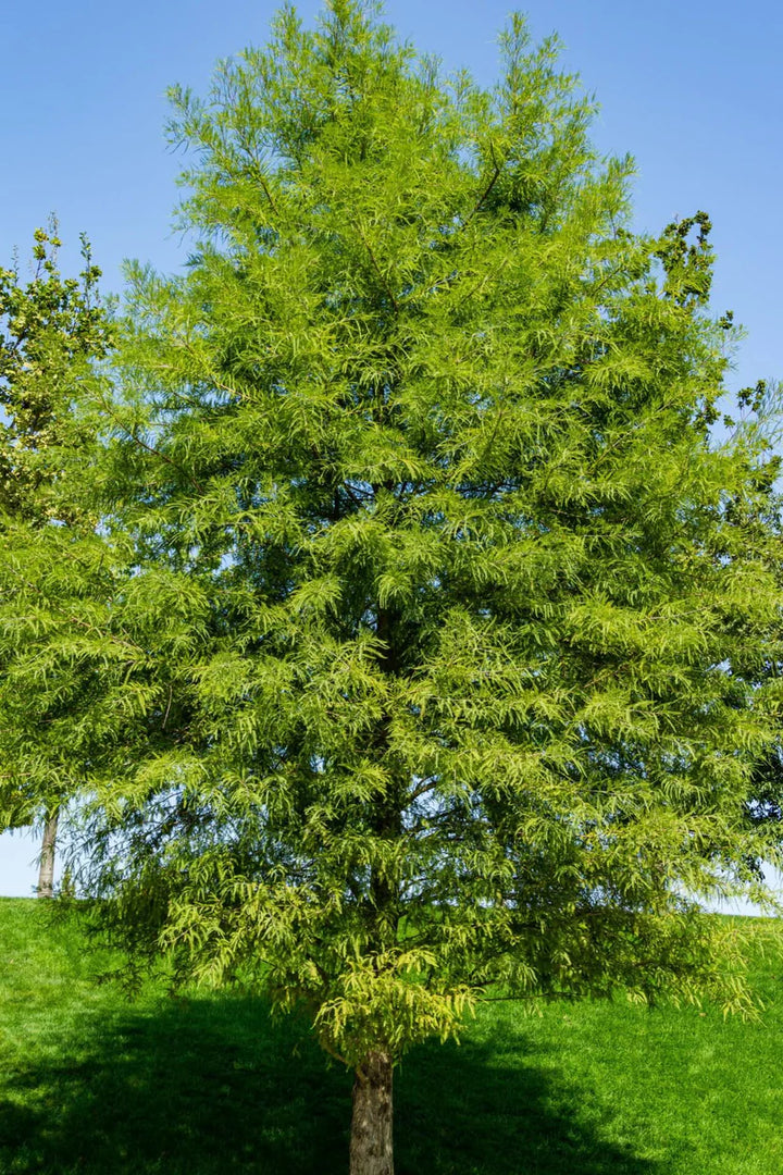 Bald Cypress Trees for Sale | Hardy, Fast-Growing Tree – Ever Green ...