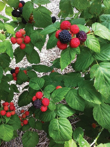 Black Raspberry Plants for Sale - Quality Rubus Stock – Ever Green ...