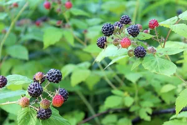 Black Raspberry Plants for Sale - Quality Rubus Stock – Ever Green ...
