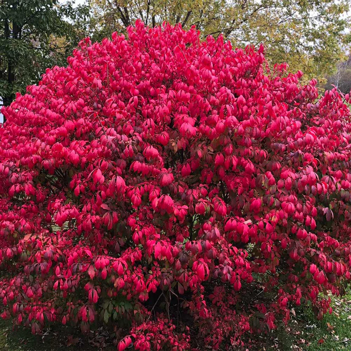 Buy Red Burning Bush Shrub - Bright Red Beauty for Landscape – Ever ...