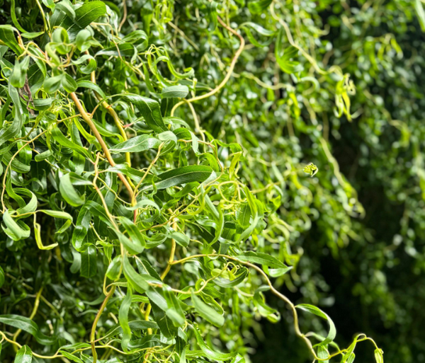 Buy Trees Online USA | Fast Delivery & Fresh Plants – Ever Green Trees ...