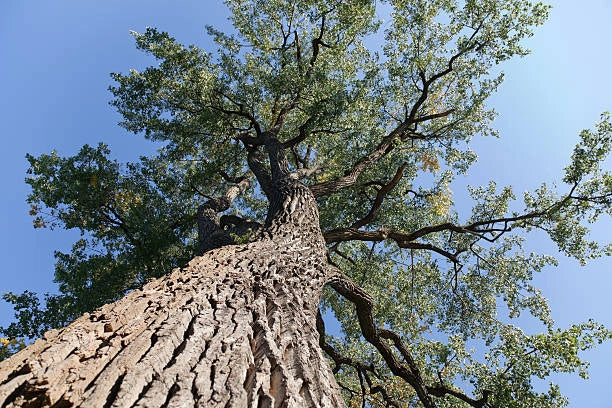 Buy Elm Tree | Tall, Durable Landscape Tree – Ever Green Trees Store