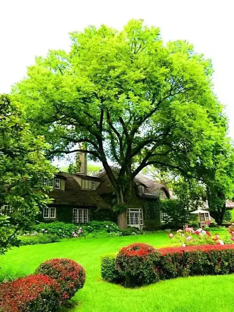 Buy Elm Tree | Tall, Durable Landscape Tree – Ever Green Trees Store