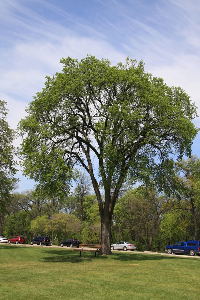 Buy Elm Tree | Tall, Durable Landscape Tree – Ever Green Trees Store