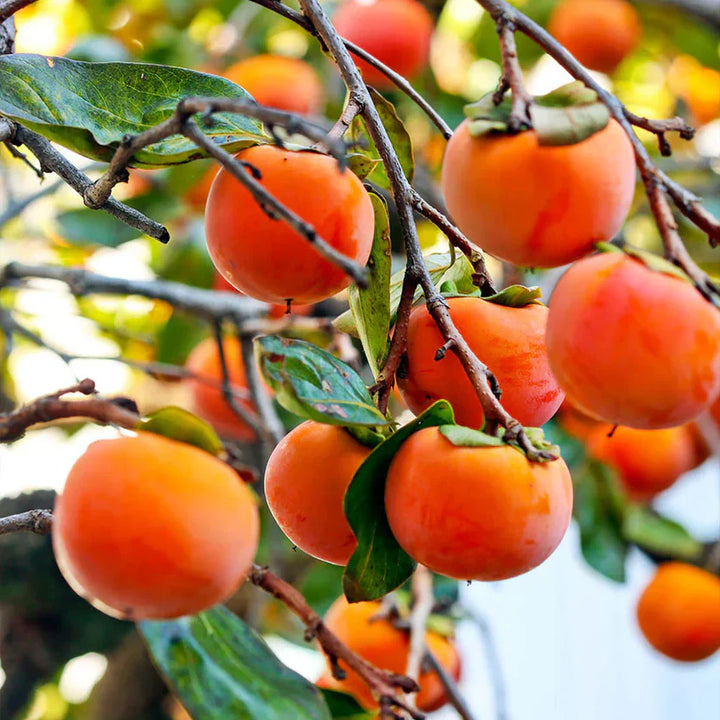 Fuyu Persimmon | Easy-Growing Tree with Delicious Fruit – Ever Green ...