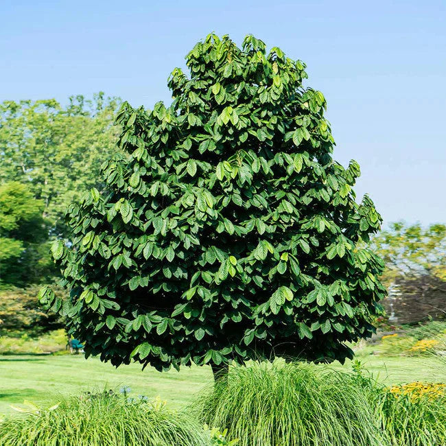 Paw Paw for Sale | Healthy Pawpaw Fruit Tree – Ever Green Trees Store