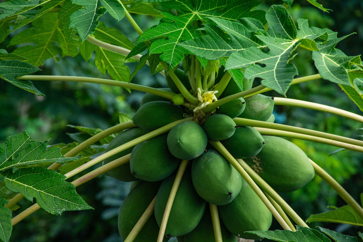 Paw Paw for Sale | Healthy Pawpaw Fruit Tree – Ever Green Trees Store