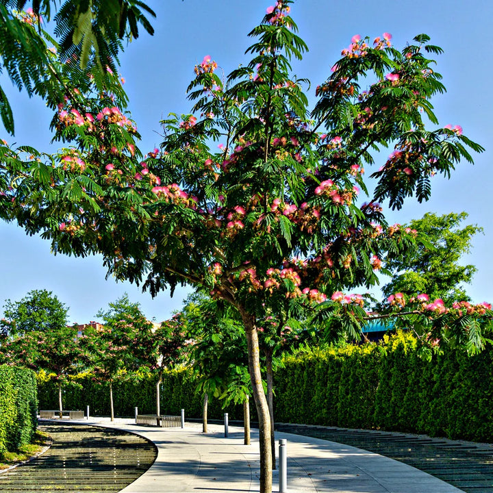 Persian Silk Tree Plant | Elegant Garden Accent – Ever Green Trees Store