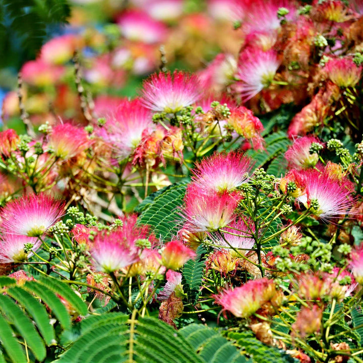 Persian Silk Tree Plant | Elegant Garden Accent – Ever Green Trees Store