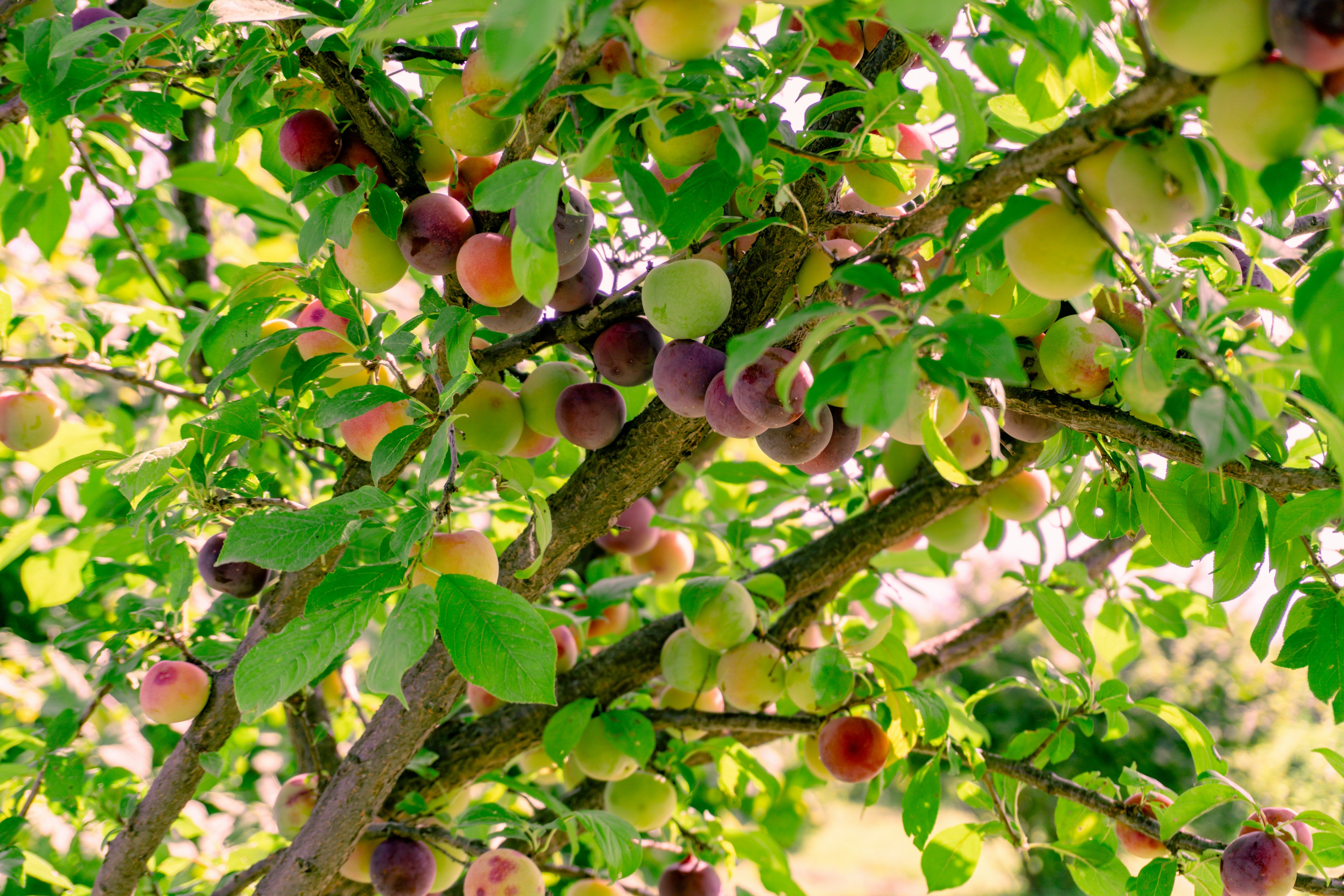 Plum Trees for Sale | Fast Growth, Big Harvests – Ever Green Trees Store