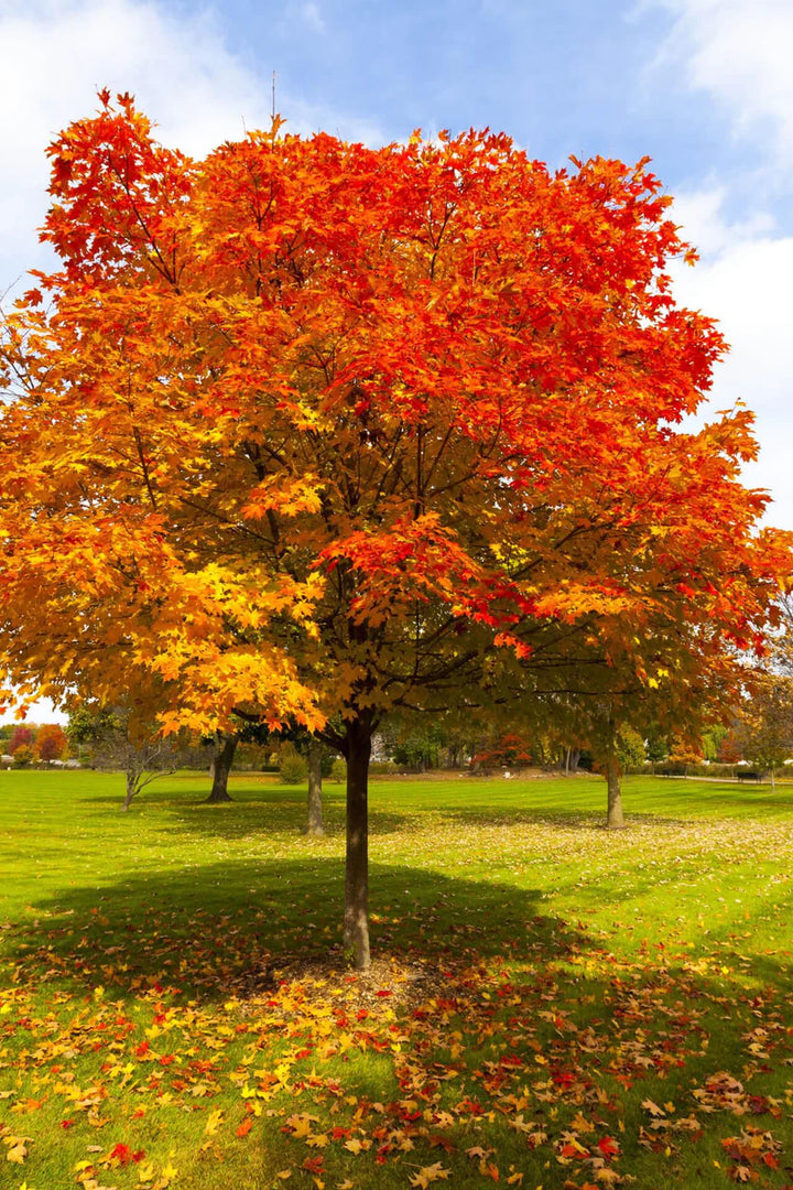 Red Oak Trees for Sale | Long-Lived Landscape Trees – Ever Green Trees ...