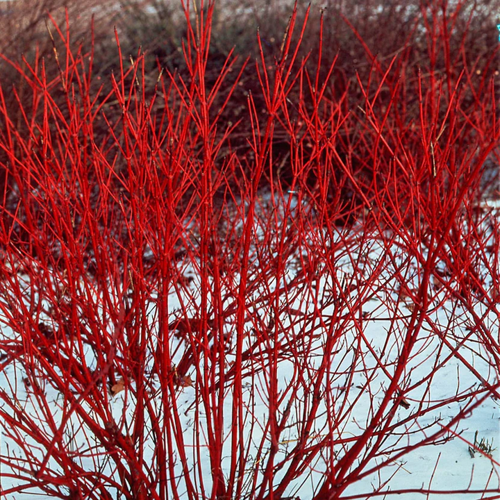 Red Osier Dogwood for Sale - Bright Red Stems & Fast Growth – Ever ...