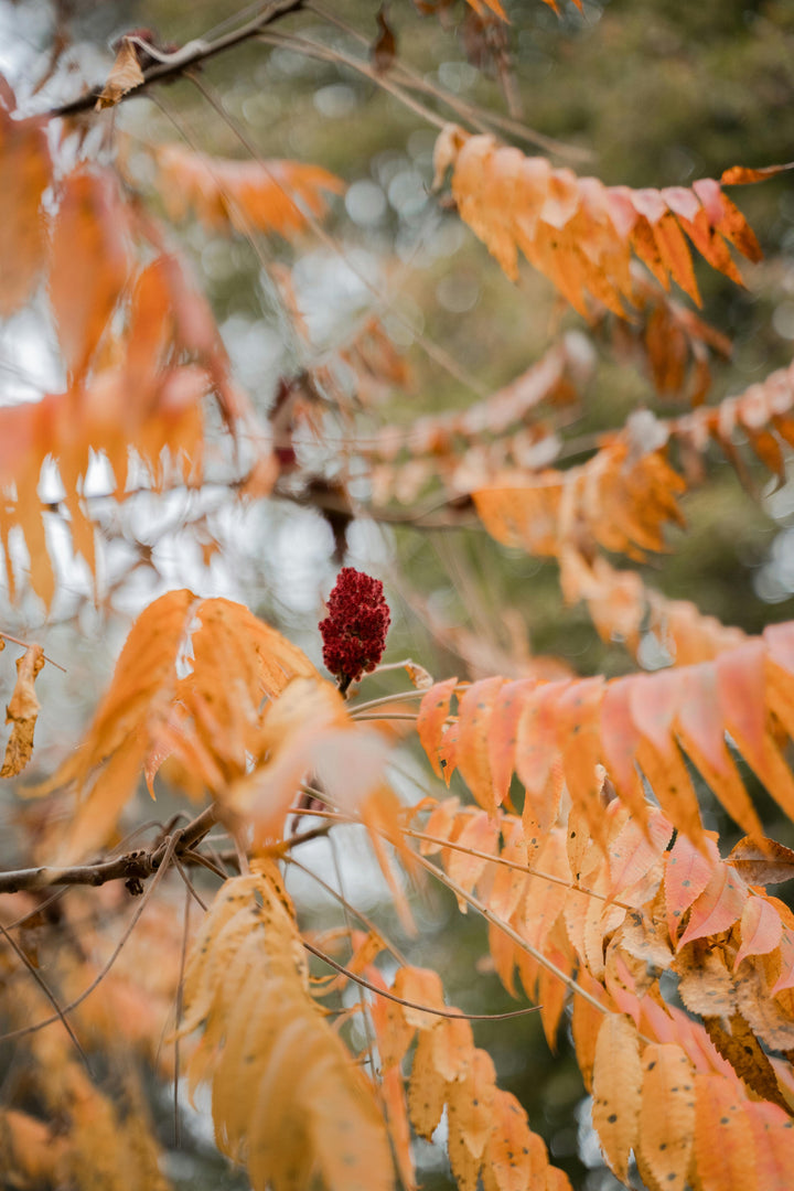 Buy Staghorn Sumac | Colorful Fast-Growing Shrub – Ever Green Trees Store