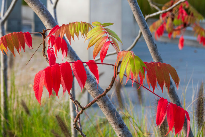 Buy Staghorn Sumac | Colorful Fast-Growing Shrub – Ever Green Trees Store