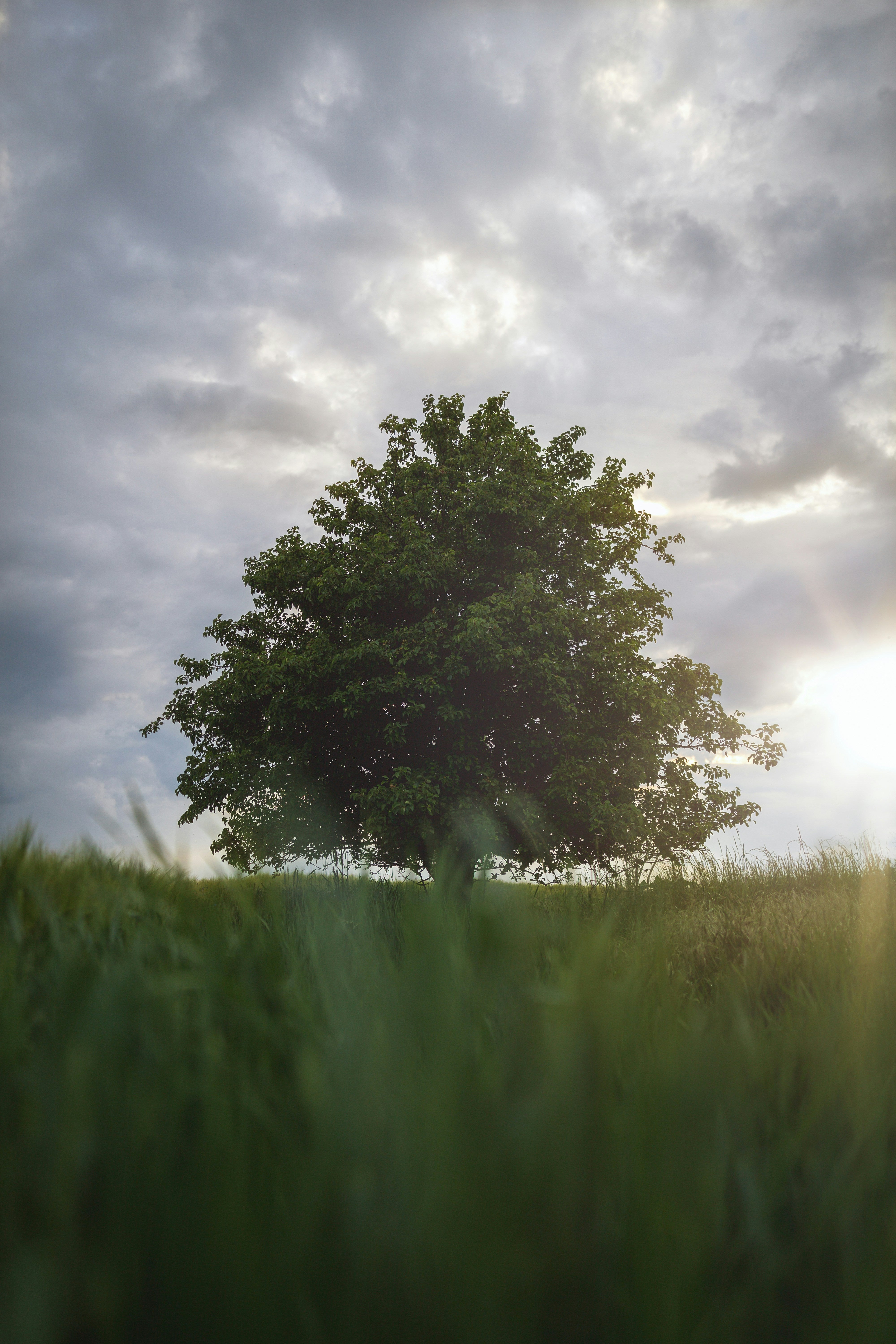 Sycamore Tree Purchase | Majestic Shade Tree – Ever Green Trees Store