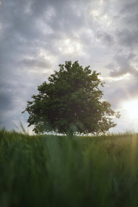 Sycamore Tree Purchase | Majestic Shade Tree – Ever Green Trees Store