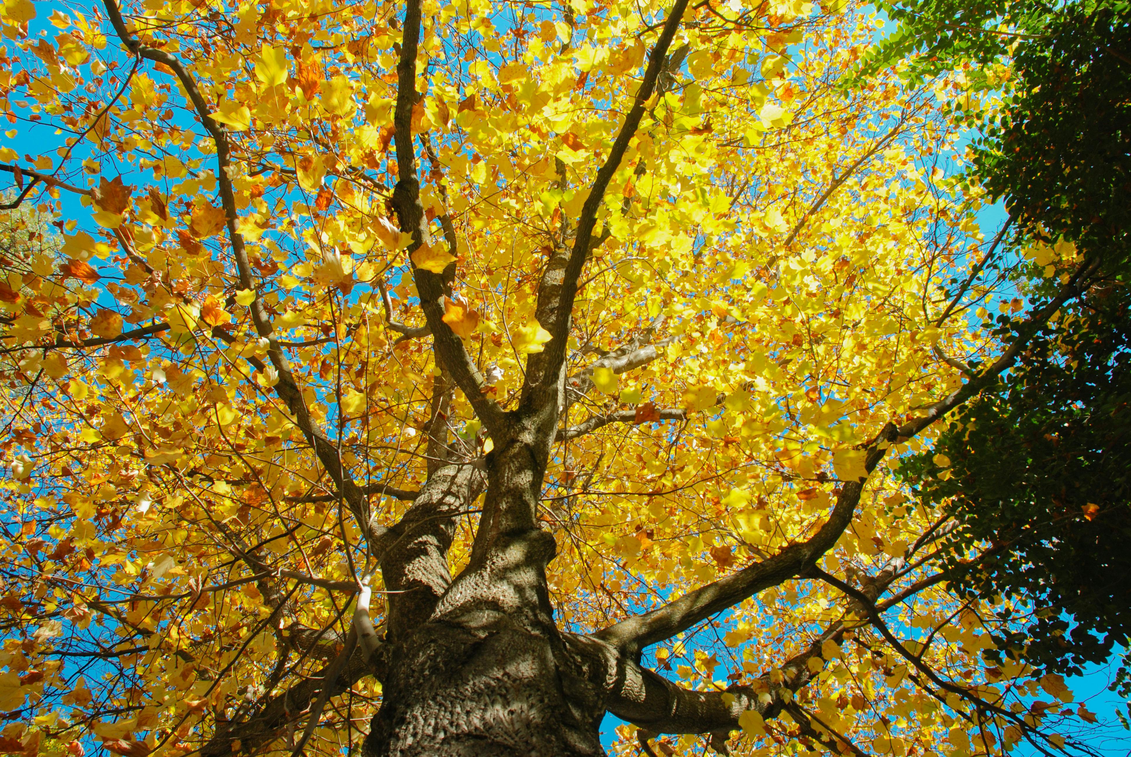Tulip Tree for Sale | Fast-Growing Tall Shade Tree – Ever Green Trees Store